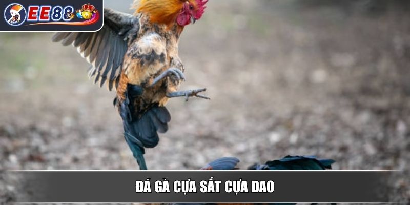 Đá Gà Campuchia - Khám Phá Luật Chơi Và Các Hình Thức Phổ Biến 4 Đá gà cựa sắt cựa dao