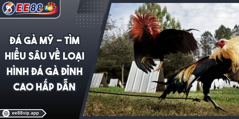 Đá Gà Mỹ - Tìm Hiểu Sâu Về Loại Hình Đá Gà Đỉnh Cao Hấp Dẫn 1 Đá Gà Mỹ - Tìm Hiểu Sâu Về Loại Hình Đá Gà Đỉnh Cao Hấp Dẫn