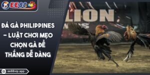 Đá Gà Philippines - Luật Chơi Mẹo Chọn Gà Để Thắng Dễ Dàng 10 Đá Gà Philippines - Luật Chơi Mẹo Chọn Gà Để Thắng Dễ Dàng