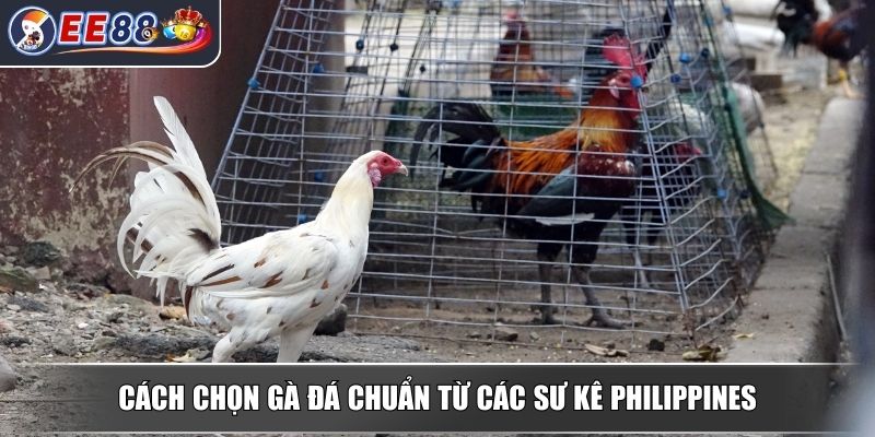 Đá Gà Philippines - Luật Chơi Mẹo Chọn Gà Để Thắng Dễ Dàng 3 Cách chọn gà đá chuẩn từ các sư kê Philippines
