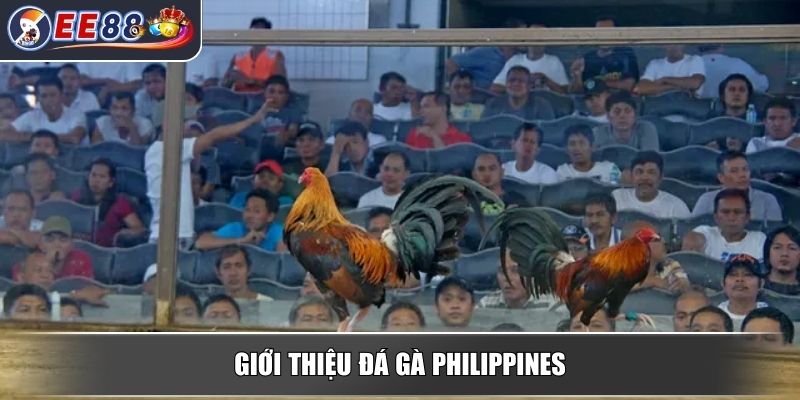 Đá Gà Philippines - Luật Chơi Mẹo Chọn Gà Để Thắng Dễ Dàng 2 Giới thiệu đá gà Philippines