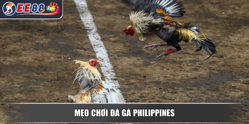 Đá Gà Philippines - Luật Chơi Mẹo Chọn Gà Để Thắng Dễ Dàng 4 Mẹo chơi đá gà Philippines