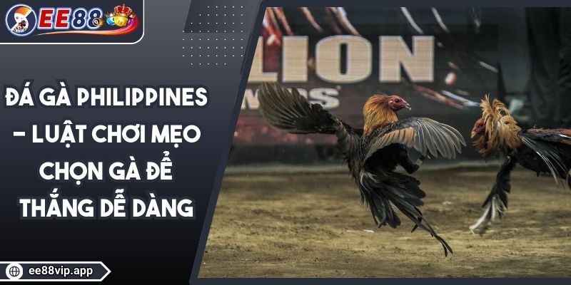 Đá Gà Philippines - Luật Chơi Mẹo Chọn Gà Để Thắng Dễ Dàng 1 Đá Gà Philippines - Luật Chơi Mẹo Chọn Gà Để Thắng Dễ Dàng