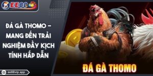 Đá Gà Thomo - Mang Đến Trải Nghiệm Đầy Kịch Tính Hấp Dẫn 10 Đá Gà Thomo - Mang Đến Trải Nghiệm Đầy Kịch Tính Hấp Dẫn